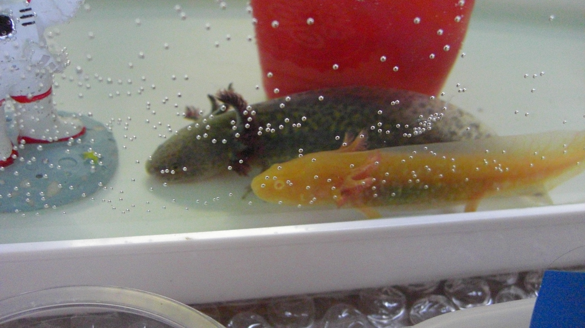 ウーパールーパーですよ のんびりメダカ